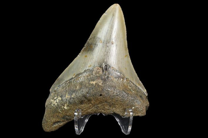 Bargain, Fossil Megalodon Tooth - North Carolina #129969